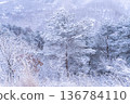 《長野縣》冬季霧谷高原，原始霜凍森林 136784110