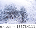 《長野縣》冬季霧谷高原，原始霜凍森林 136784111