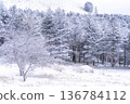 《長野縣》冬季霧谷高原，原始霜凍森林 136784112