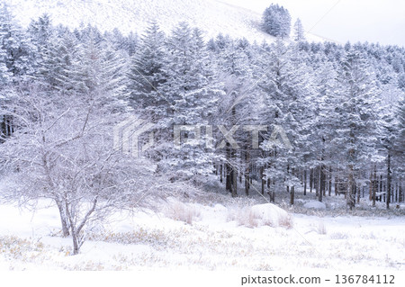 《Nagano Prefecture》 Kirigamine plateau in winter, a primeval forest of hoarfrost 136784112