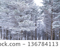 《長野縣》冬季霧谷高原，原始霜凍森林 136784113