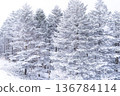 《長野縣》冬季霧谷高原，原始霜凍森林 136784114