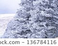 《長野縣》冬季霧谷高原，原始霜凍森林 136784116