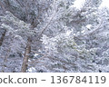 《長野縣》冬季霧谷高原，原始霜凍森林 136784119