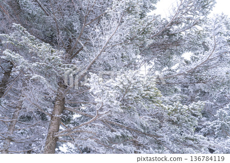 《Nagano Prefecture》 Kirigamine plateau in winter, a primeval forest of hoarfrost 136784119
