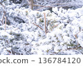 《長野縣》冬季霧谷高原，原始霜凍森林 136784120