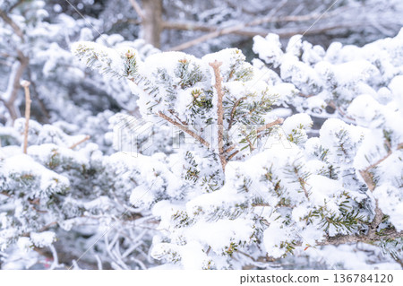 《長野縣》冬季霧谷高原，原始霜凍森林 136784120