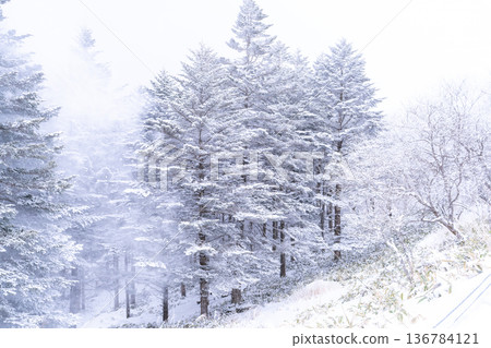 《Nagano Prefecture》 Kirigamine plateau in winter, a primeval forest of hoarfrost 136784121