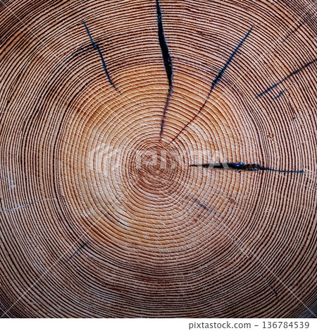 AI Image: Close-up of tree rings AI Image: Close-up of tree rings 136784539