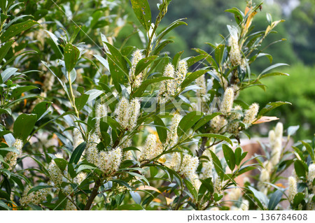 Cherry Laurel 136784608