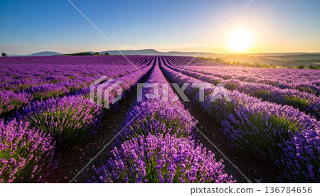A breathtaking sunset paints the sky over a purple lavender field in rural Provence, France, where blooming flowers create a beautiful summer landscape across the vast agricultural farm meadow 136784656