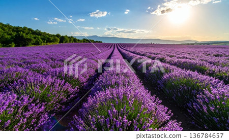 A breathtaking sunset paints the sky over a purple lavender field in rural Provence, France, where blooming flowers create a beautiful summer landscape across the vast agricultural farm meadow A breathtaking sunset paints the sky over a purple lavender field in rural Provence, France, where blooming flowers create a beautiful summer landscape across the vast agricultural farm meadow 136784657