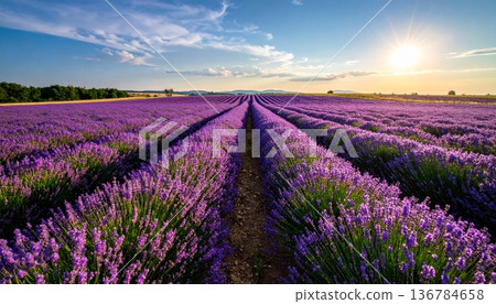 A breathtaking sunset paints the sky over a purple lavender field in rural Provence, France, where blooming flowers create a beautiful summer landscape across the vast agricultural farm meadow 136784658