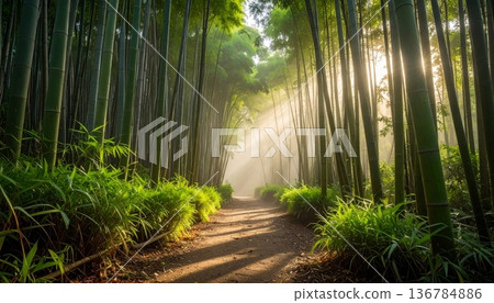 A misty morning road winds through a lush green forest landscape where golden sunlight rays filter through the trees and summer foliage 136784886