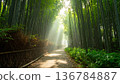 A misty morning road winds through a lush green forest landscape where golden sunlight rays filter through the trees and summer foliage 136784887