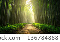 A misty morning road winds through a lush green forest landscape where golden sunlight rays filter through the trees and summer foliage 136784888