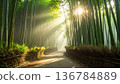 A misty morning road winds through a lush green forest landscape where golden sunlight rays filter through the trees and summer foliage 136784889