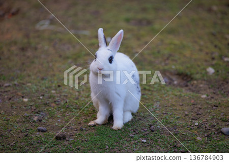 Cute white rabbit exploring grassy field during sunny afternoon 136784903