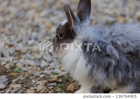 Fluffy rabbit exploring a gravel pathway in a serene garden on a sunny afternoon Fluffy rabbit exploring a gravel pathway in a serene garden on a sunny afternoon 136784905