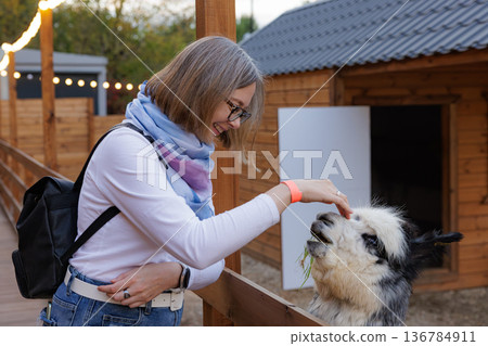 Enjoying a delightful moment with a friendly llama at a cozy farm in the evening light 136784911