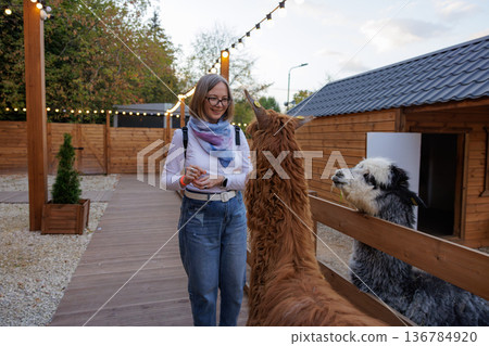 Woman interacts with friendly llamas in a charming animal farm setting during sunset 136784920