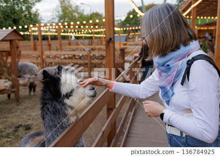 Meeting a friendly llama at an outdoor animal petting event during a sunny afternoon Meeting a friendly llama at an outdoor animal petting event during a sunny afternoon 136784925
