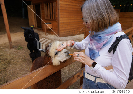 Enjoying a close encounter with friendly llamas in a cozy animal sanctuary during a sunny afternoon 136784940