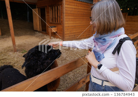 Engaging with fluffy friends at a cozy farm during a sunny afternoon Engaging with fluffy friends at a cozy farm during a sunny afternoon 136784943
