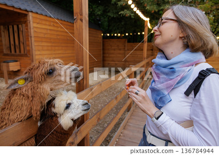 Encountering friendly alpacas at a rustic farm during a sunny afternoon visit Encountering friendly alpacas at a rustic farm during a sunny afternoon visit 136784944