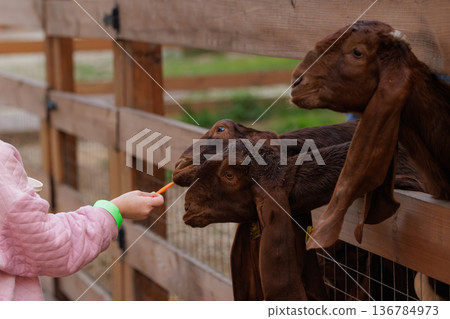 Feeding friendly goats at a countryside farm in the early afternoon sun Feeding friendly goats at a countryside farm in the early afternoon sun 136784973