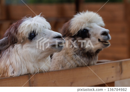Lively llamas enjoying a sunny afternoon at a local farm in autumn, bringing joy to visitors with their charm 136784982
