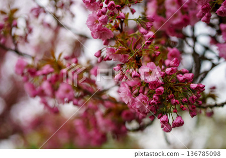 Pink cherry blossoms Prunus serrulata blooming on tree branches in spring, ornamental flowering tree with delicate layered petals and soft background 136785098