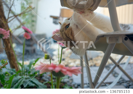 happy and relax concept with scottish cat play on camping chair in the garden on the morning happy and relax concept with scottish cat play on camping chair in the garden on the morning 136785153