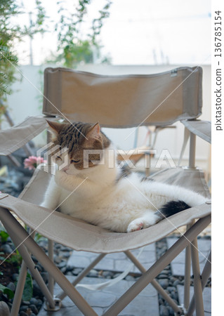 happy and relax concept with scottish cat play on camping chair in the garden on the morning happy and relax concept with scottish cat play on camping chair in the garden on the morning 136785154