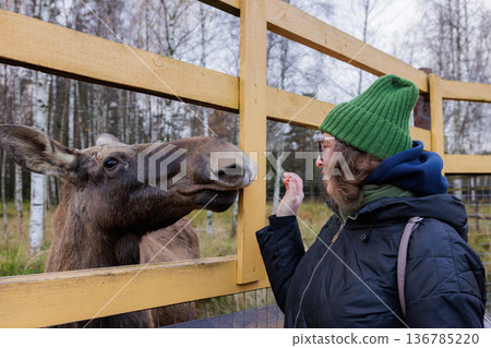 Meeting a friendly moose in a cozy wildlife center on a crisp autumn day Meeting a friendly moose in a cozy wildlife center on a crisp autumn day 136785220