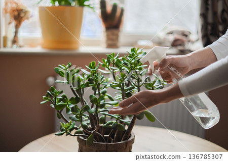 Taking care of indoor plants, home plants. Moisturising plants. Indoor greenery. Taking care of indoor plants, home plants. Moisturising plants. Indoor greenery. 136785307