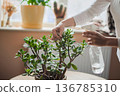 Taking care of indoor plants, home plants. Moisturising plants. Indoor greenery. 136785310
