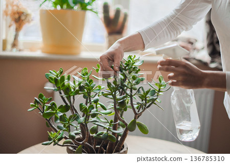 Taking care of indoor plants, home plants. Moisturising plants. Indoor greenery. Taking care of indoor plants, home plants. Moisturising plants. Indoor greenery. 136785310