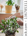 Taking care of indoor plants, home plants. Moisturising plants. Indoor greenery. 136785311