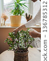 Taking care of indoor plants, home plants. Moisturising plants. Indoor greenery. 136785312