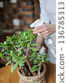 Taking care of indoor plants, home plants. Moisturising plants. Indoor greenery. 136785313