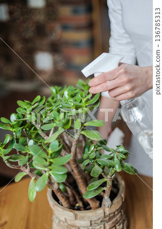 Taking care of indoor plants, home plants. Moisturising plants. Indoor greenery. Taking care of indoor plants, home plants. Moisturising plants. Indoor greenery. 136785313