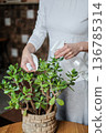 Taking care of indoor plants, home plants. Moisturising plants. Indoor greenery. 136785314
