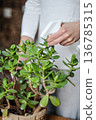 Taking care of indoor plants, home plants. Moisturising plants. Indoor greenery. 136785315