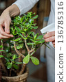 Taking care of indoor plants, home plants. Moisturising plants. Indoor greenery. 136785316