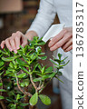 Taking care of indoor plants, home plants. Moisturising plants. Indoor greenery. 136785317