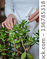 Taking care of indoor plants, home plants. Moisturising plants. Indoor greenery. 136785318