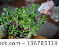 Taking care of indoor plants, home plants. Moisturising plants. Indoor greenery. 136785319