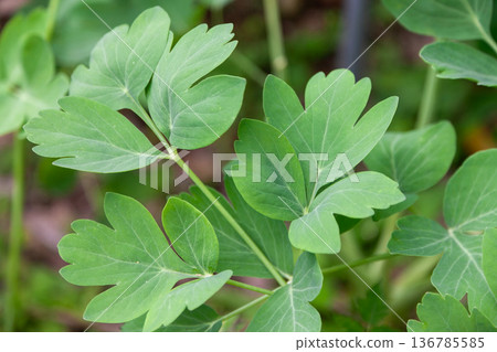 Longevity Herb Sakuna Longevity Herb Sakuna 136785585