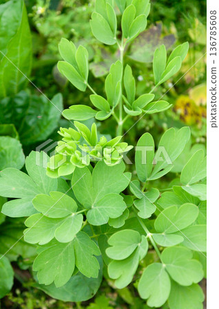 Longevity Herb Sakuna Longevity Herb Sakuna 136785608